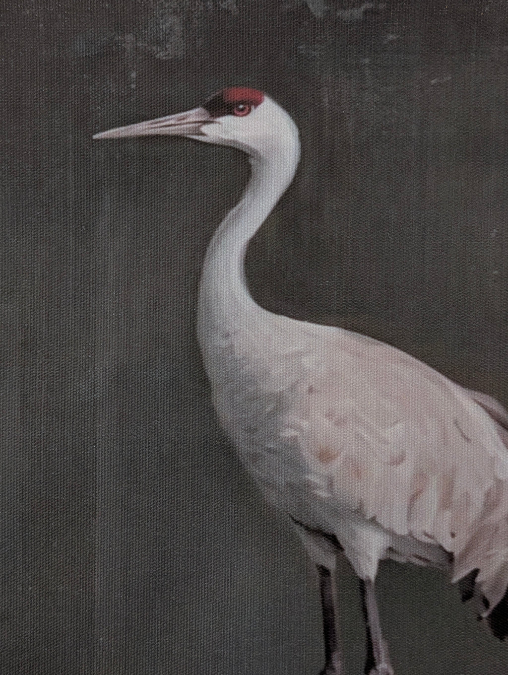 Elegant Crane Duo