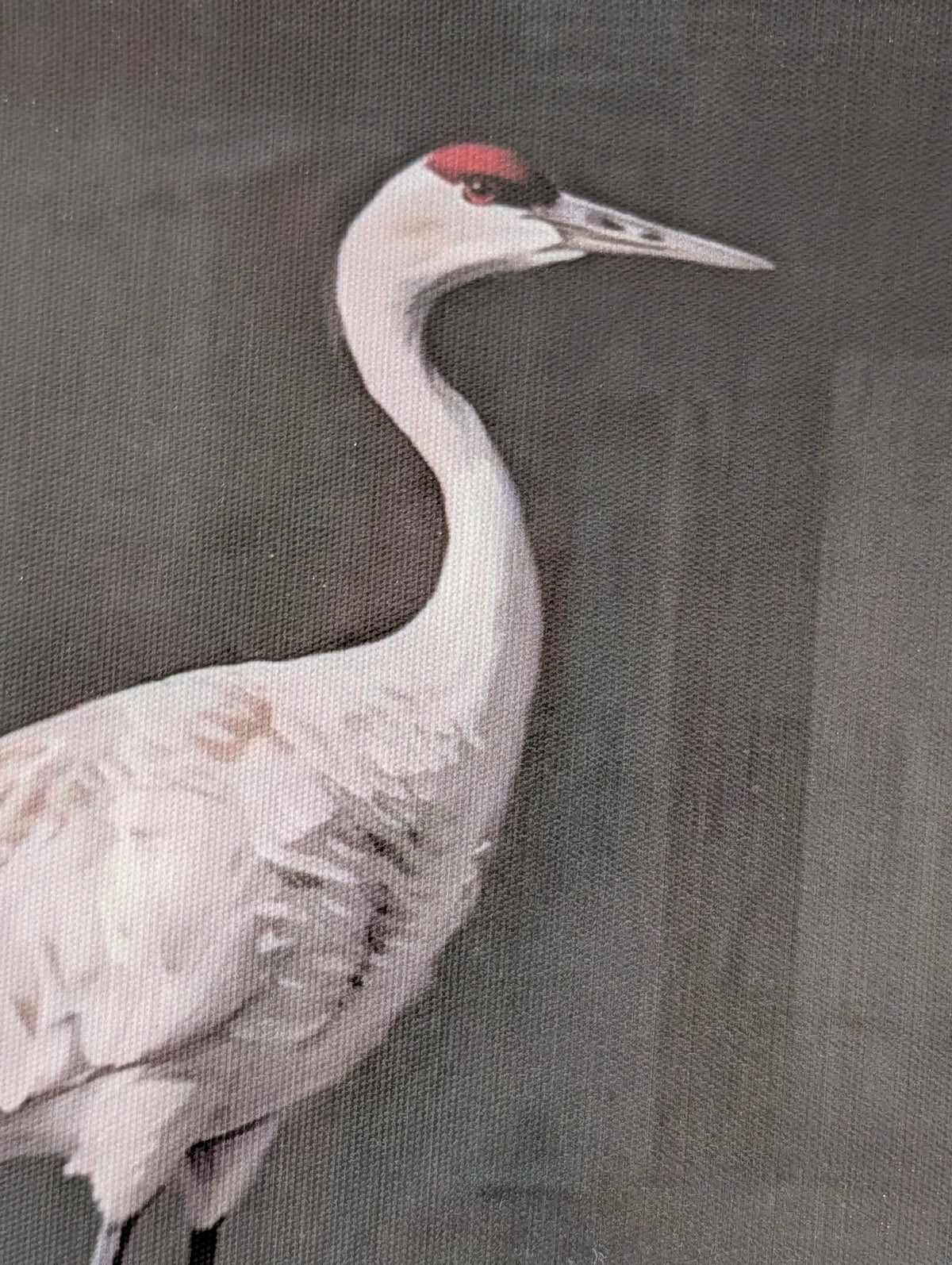 Elegant Crane Duo